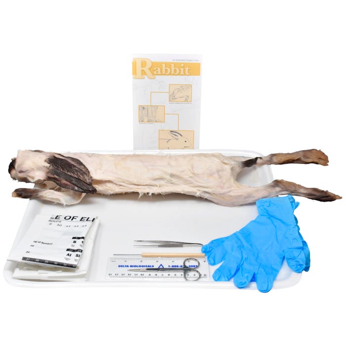 Frey Scientific Choice Preserved Rabbit Dissection Kit with Dissection Tools, Double Injected, Skinned, 16+ Inches