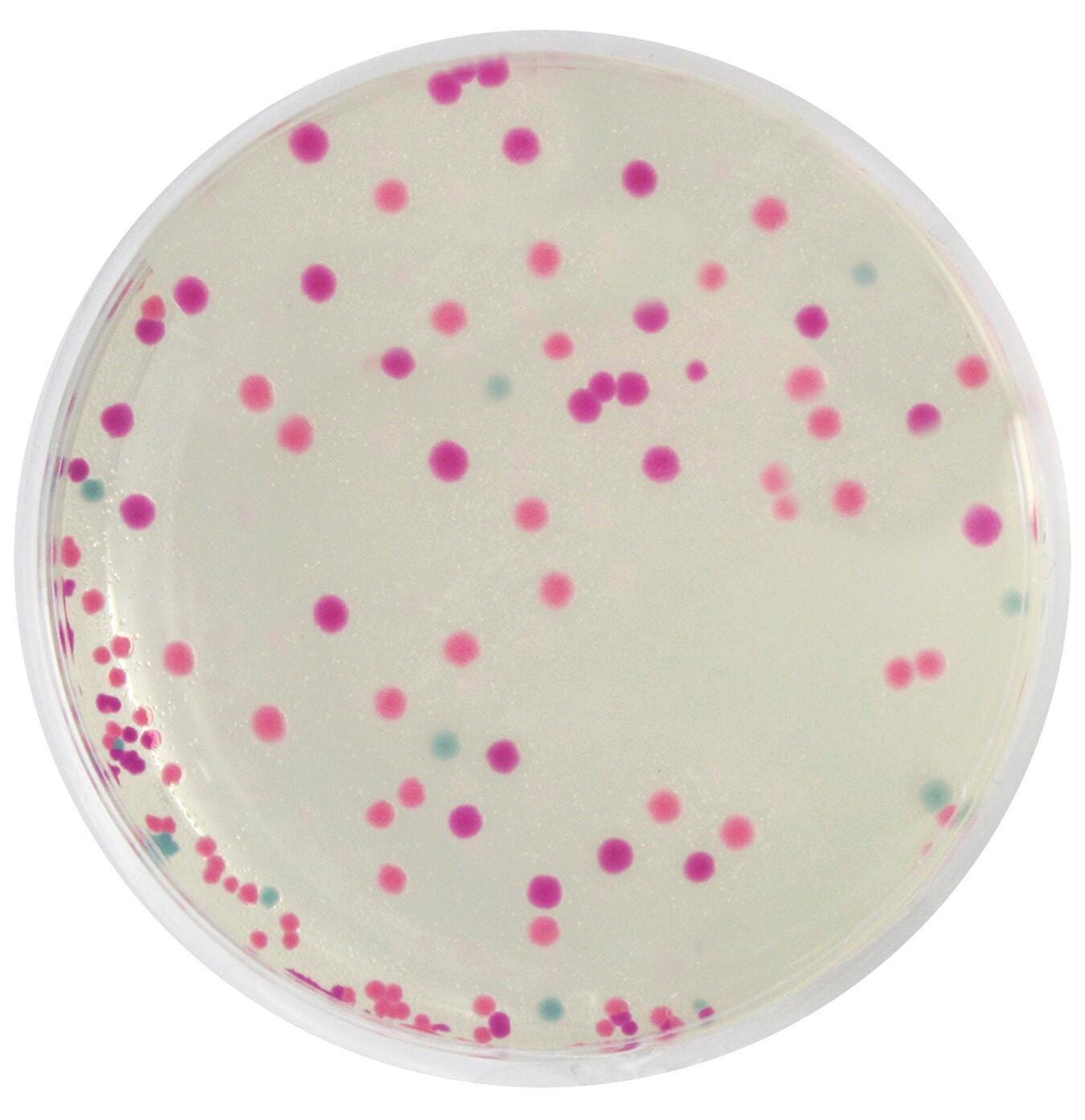 Biotechnology, Item Number 1500907