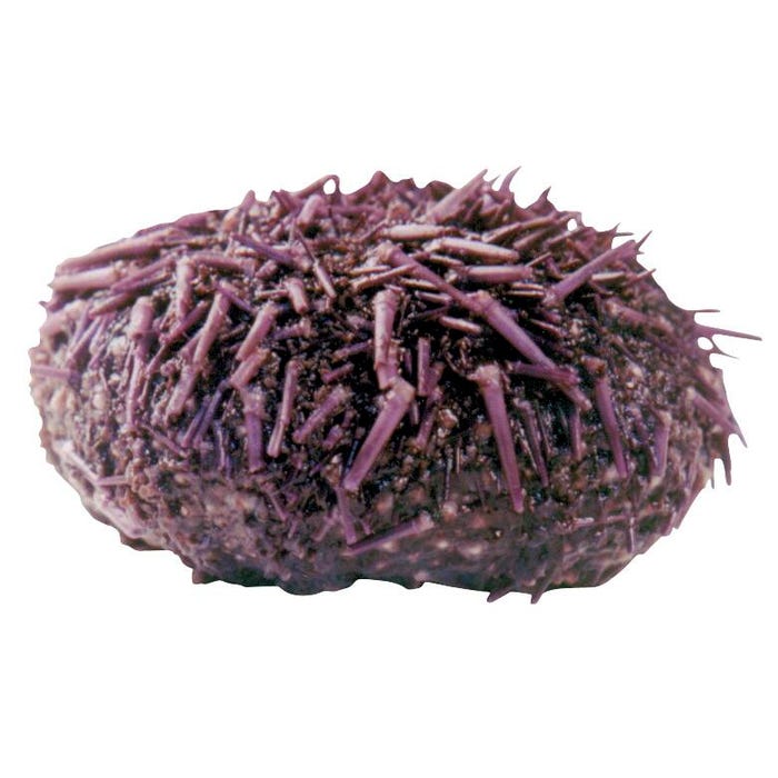 Frey Scientific Choice Preserved Sea Urchins, 2 to 3 Inches, Wet Pail Pack of 10