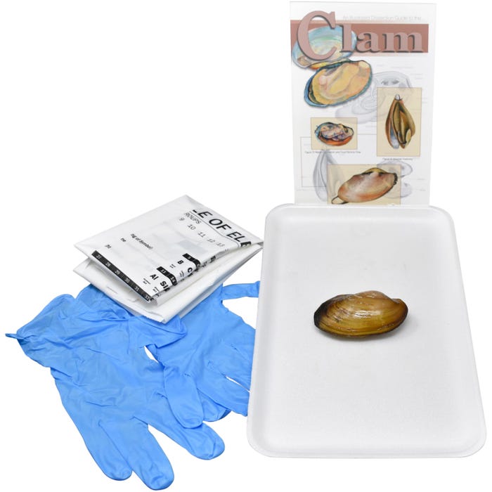 Frey Scientific Choice Preserved Fresh Water Clam Dissection Kit without Dissection Tools, 3+ Inches