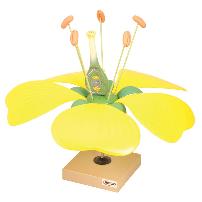 Eisco Typical Flower Model