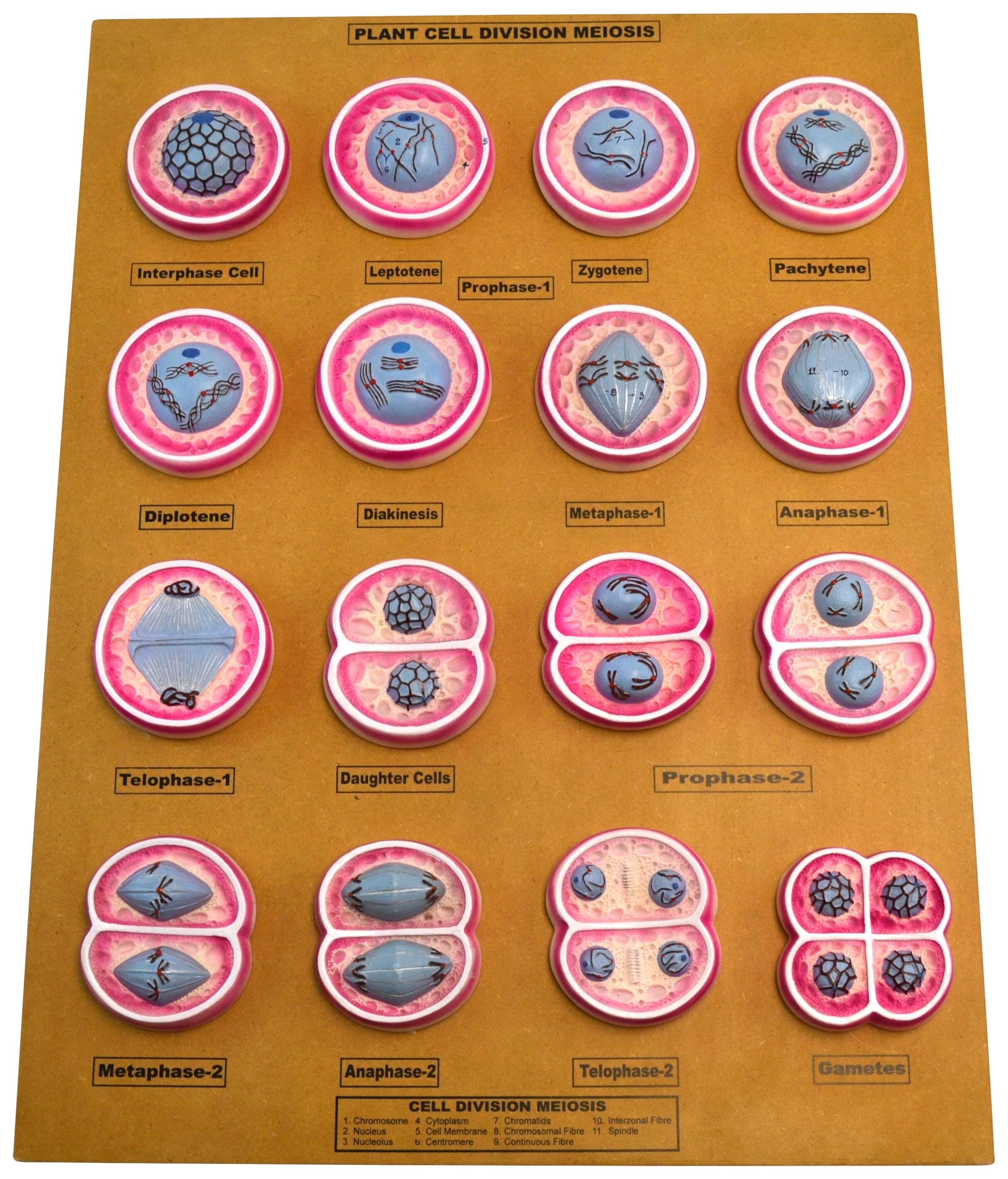 Plant Science, Item Number 2021865