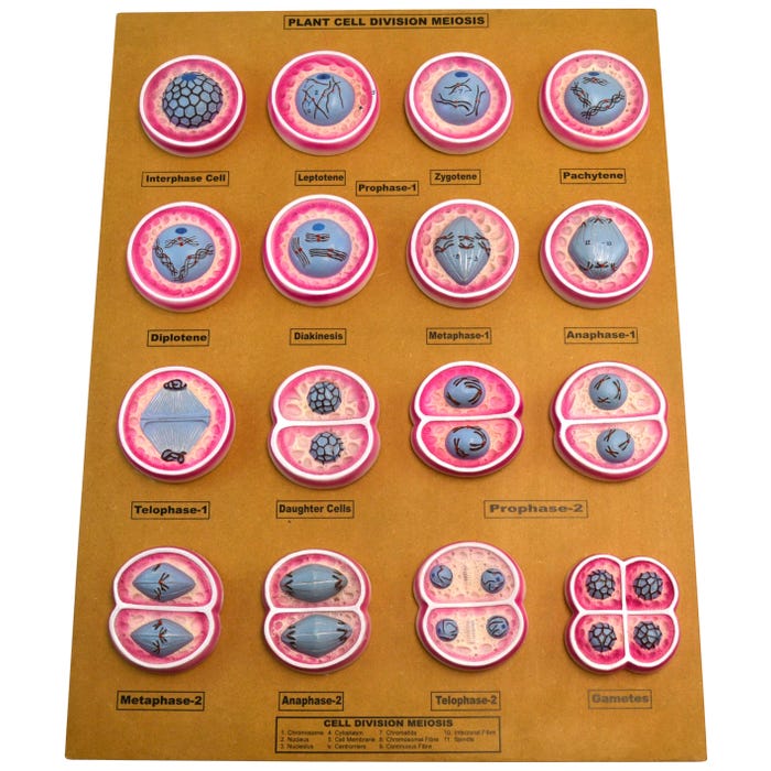 Plant Cell Meiosis Model