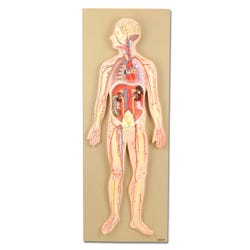 Lab and Anatomical Models, Item Number 1457405