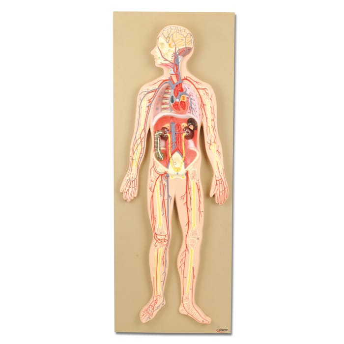 Eisco Labs Model Human Circulatory System