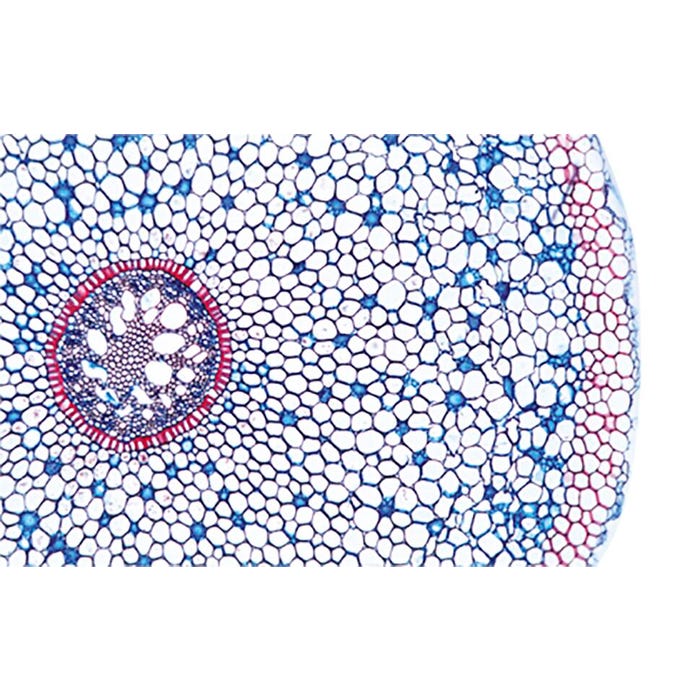 Individual Lab Slides, Item Number 567095