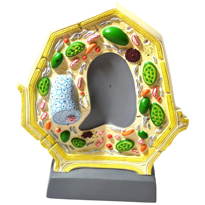 Eisco Labs Plant Cell Model, 10000 Times Enlarged