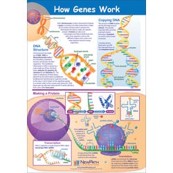 Science Genetic Studies, Item Number 1413693