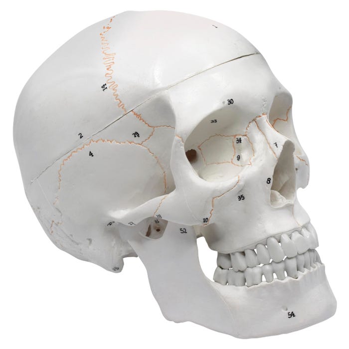 Eisco Full-Size Adult Human Skull Model with Removable Skull Cap, 3 Parts
