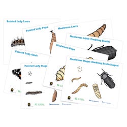 FOSS Insects Posters, Set of 8 2145860
