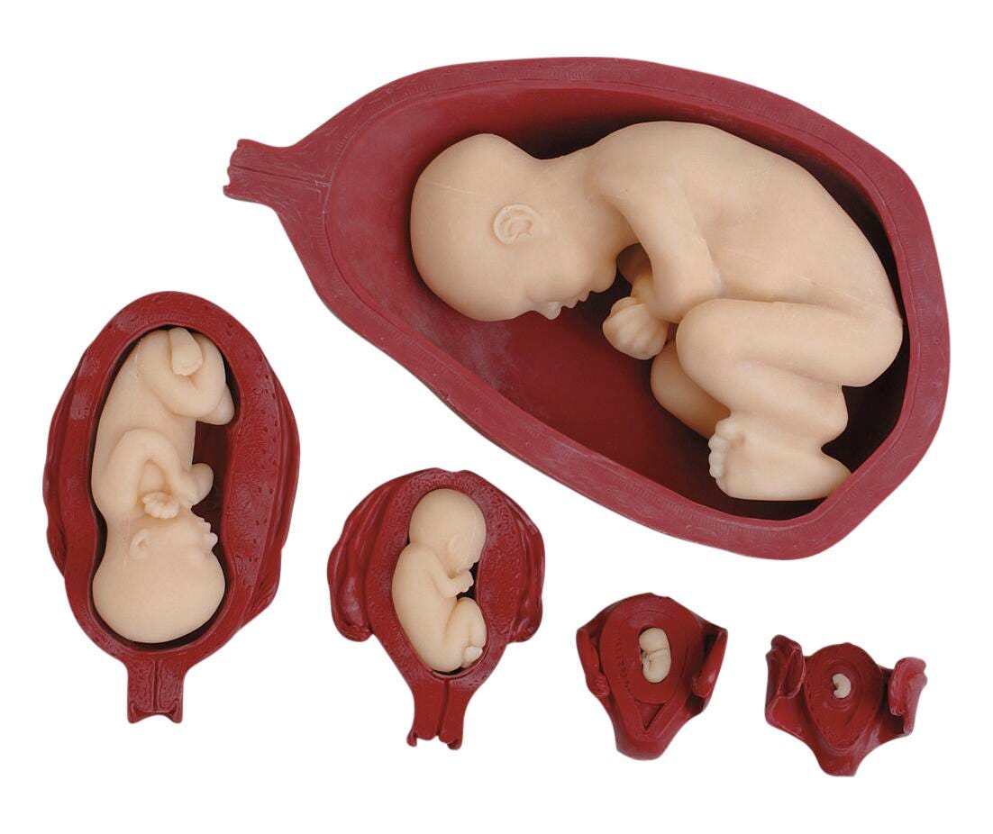 Uterus/Fetus Model Set 2218364