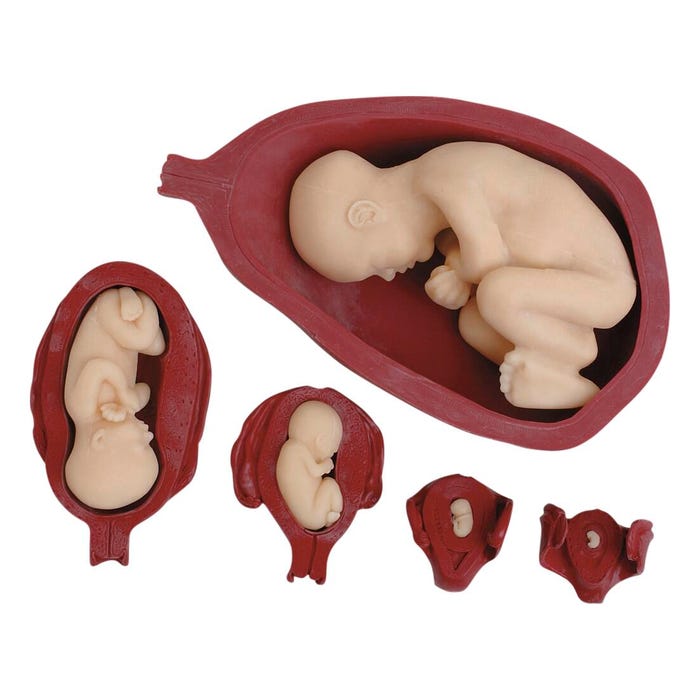 Health Edco Uterus/Fetus Model Set