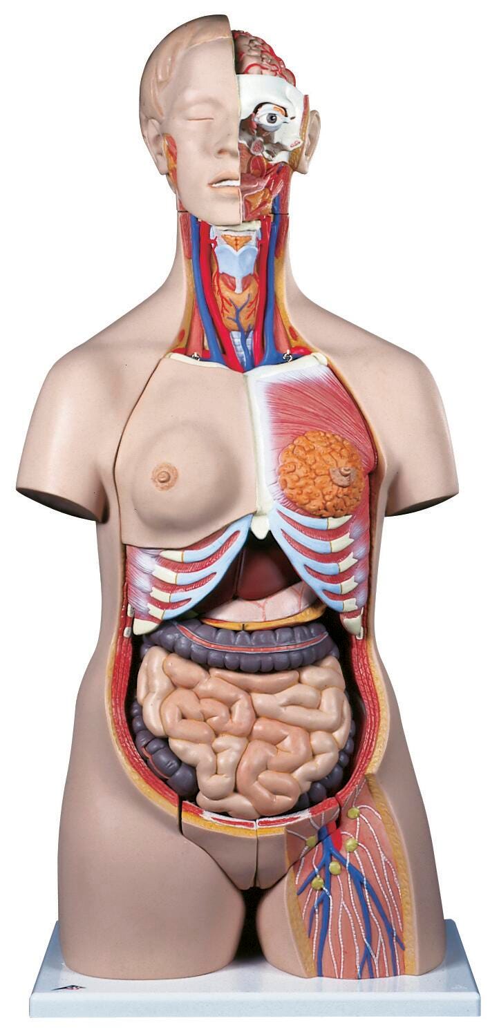 3B Scientific Deluxe Dual-Sex Torso Model, 24 Pieces 563107