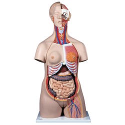 3B Scientific Deluxe Dual-Sex Torso Model, 24 Pieces