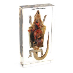 Dissection Alternatives, Item Number 1572923