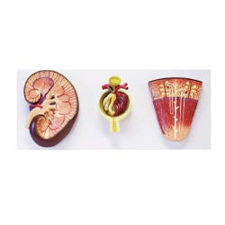 Walter Products Life-Size Liver Model, 3 Parts