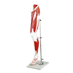 Walter Products Muscles of Human Leg Model, 13 Parts