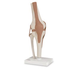 American 3B Scientific Working Knee Joint Model