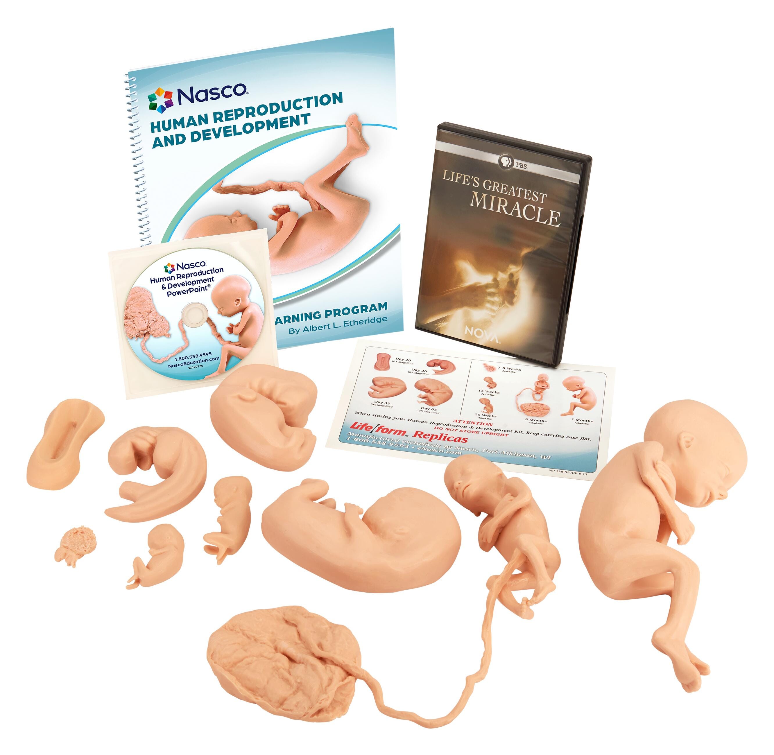 Nasco Human Reproduction and Development Kit with DVD