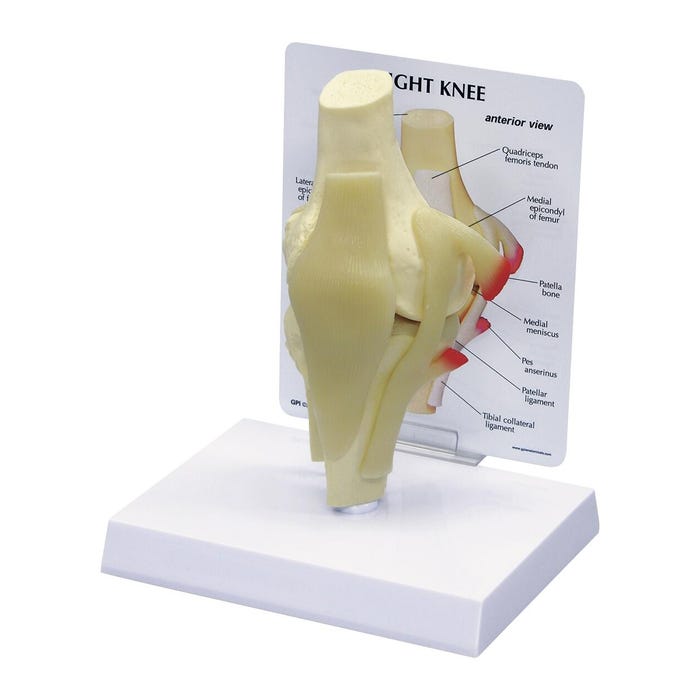 GPI Anatomicals Basic Knee Model