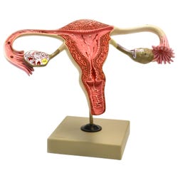 Lab and Anatomical Models, Item Number 2011732