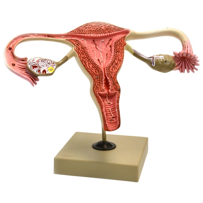 EISCO Human Ovary Model