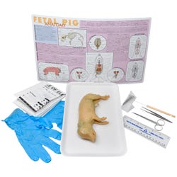 Frey Choice Dissection Kit - Fetal Pig (DBL) with Dissection Tools, Item Number 2041239