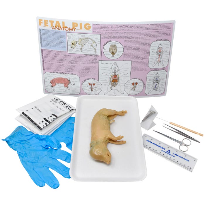 Frey Scientific Choice Preserved Fetal Pig Dissection Kit with Dissection Tools, Double Injected, 7 Plus Inches