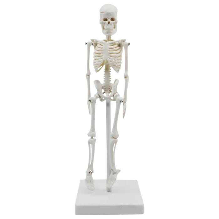 Miniature Human Skeleton Model 2133145