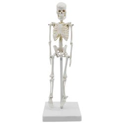 Miniature Human Skeleton Model 2133145