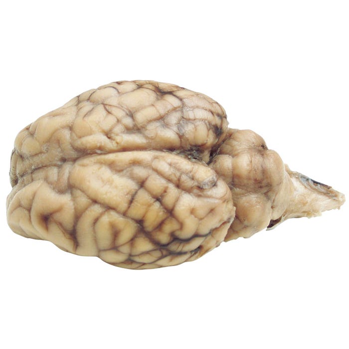 Frey Scientific Choice Preserved Sheep Brain without Hypo, Vacuum Sealed