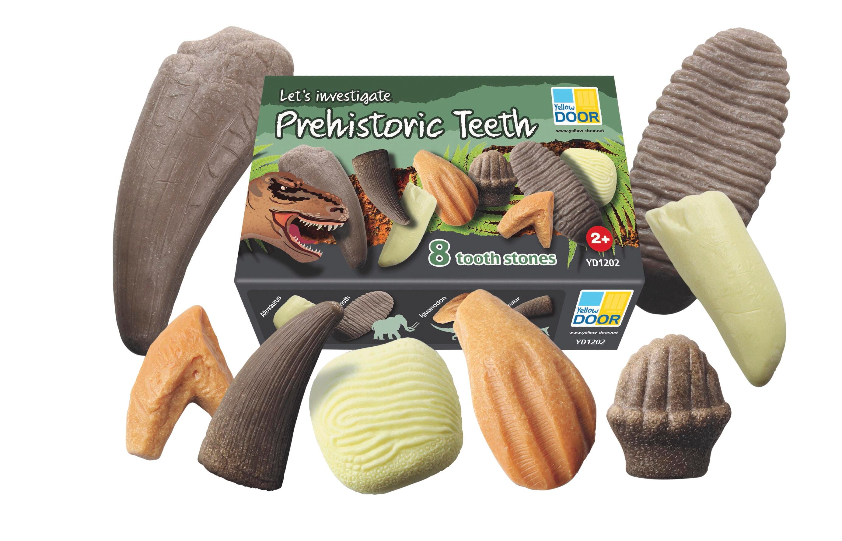 Yellow Door Let's Investigate Prehistoric Teeth, Set of 8 2133950