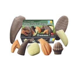 Yellow Door Let's Investigate Prehistoric Teeth, Set of 8 2133950