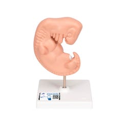 3B Scientific Human Embryo, Item Number 2091142