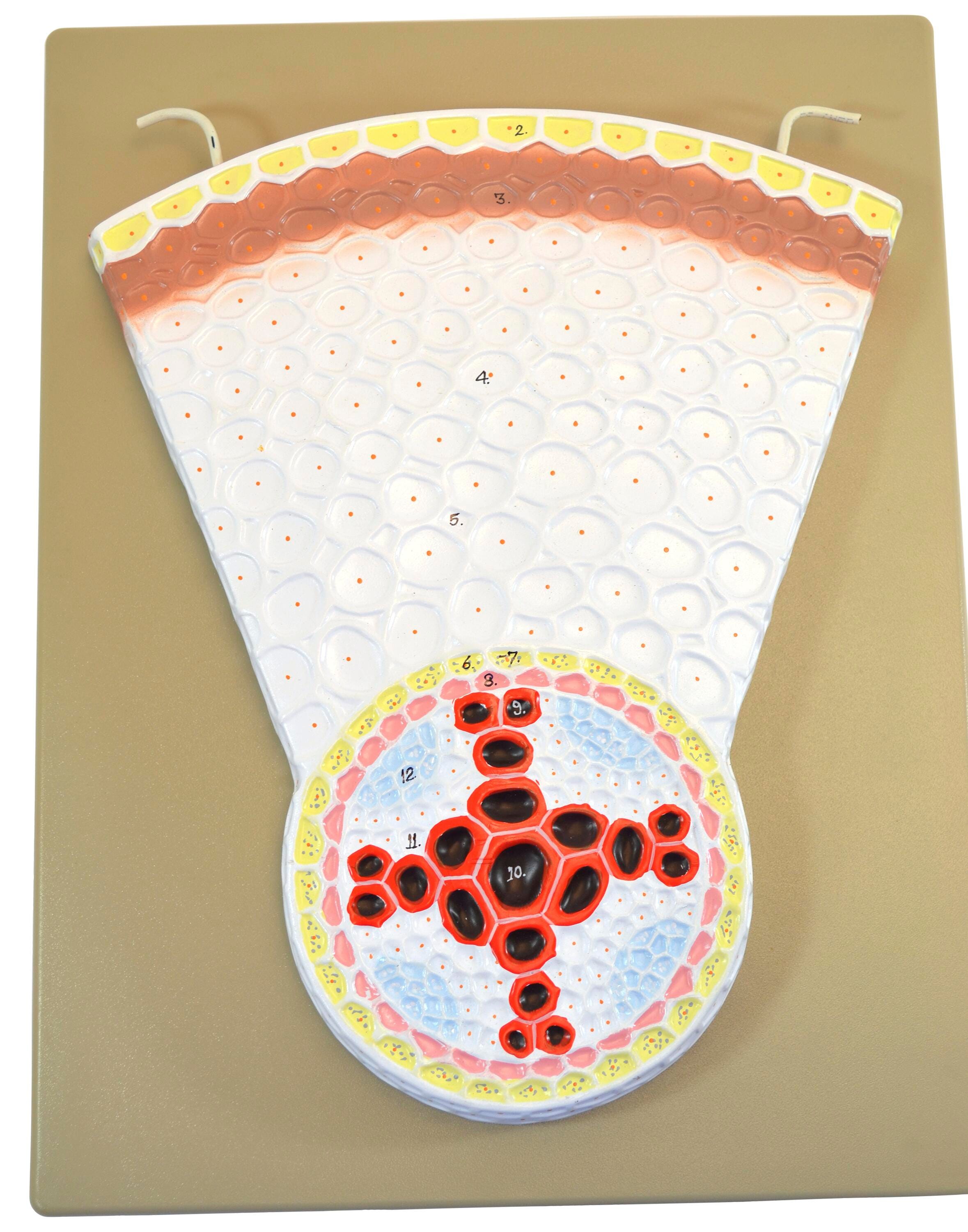 Plant Science, Item Number 2021944