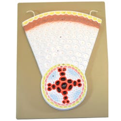 Image for Eisco Labs Dicot Root Model, Transverse Section from School Specialty