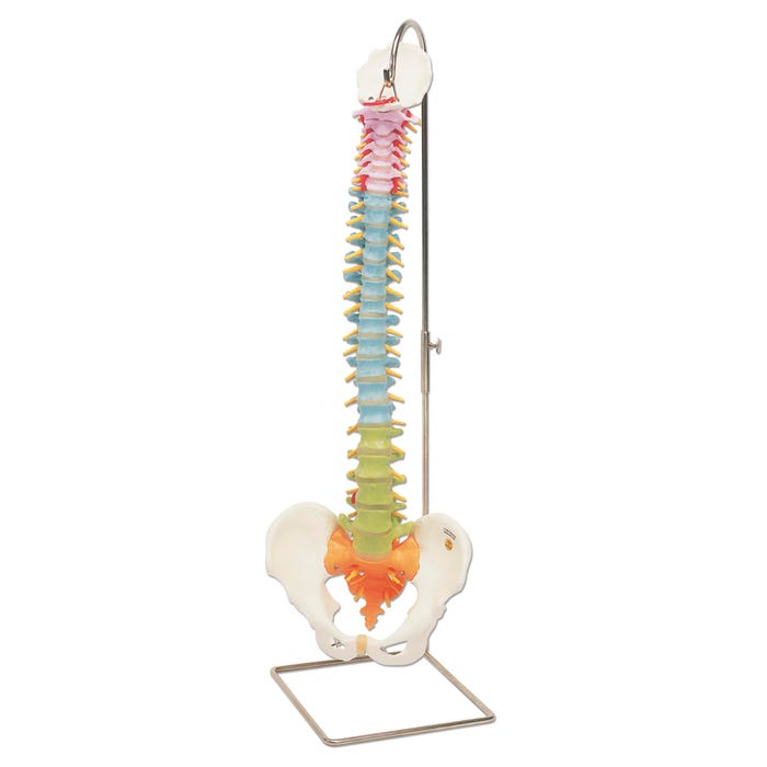3B Scientific Color Coded Didactic Flexible Spine Model, 5 Sections
