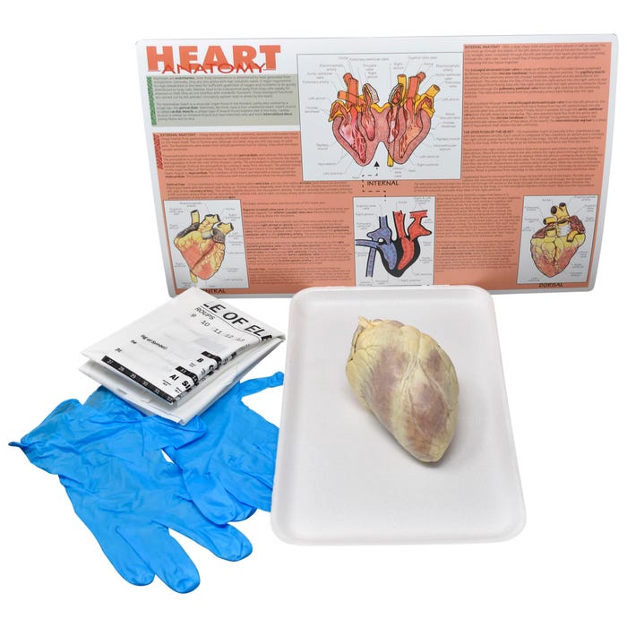 Frey Scientific Choice Preserved Sheep Heart without Dissection Tools