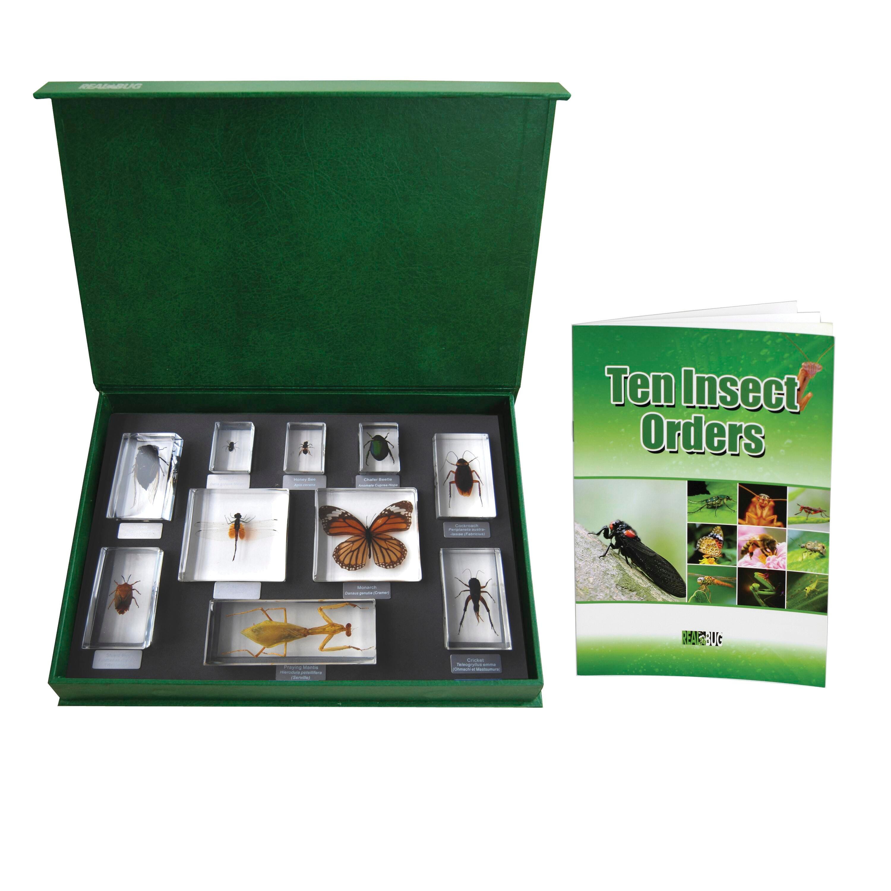 Zoology, Entomology, Item Number 1502392