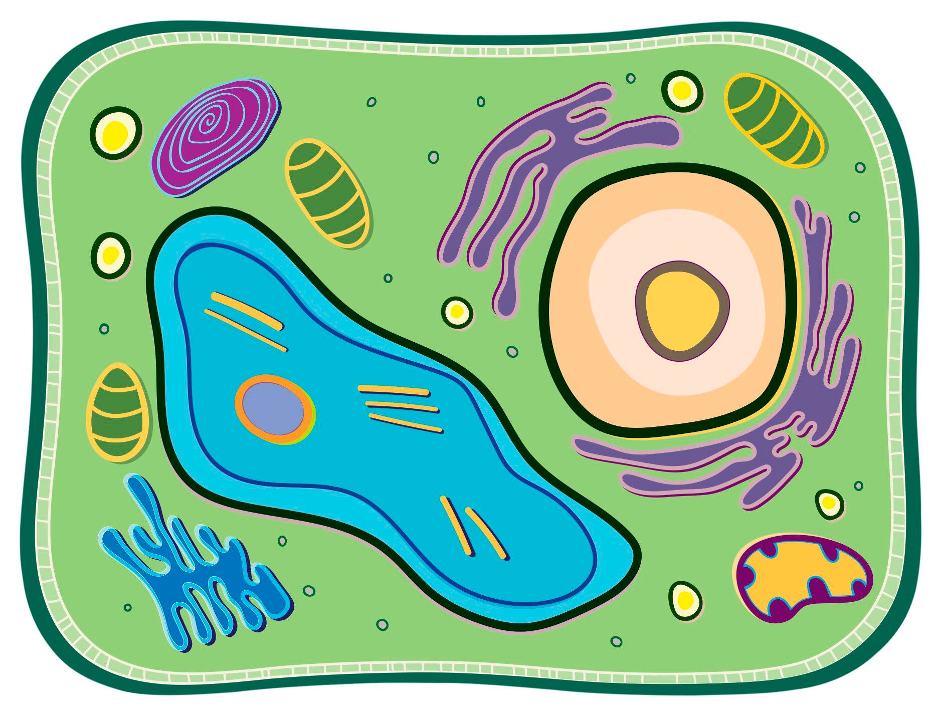 See-Through Plant Cell Builder 2133738