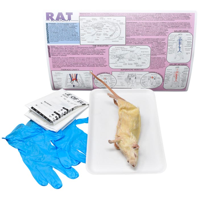 Frey Scientific Choice Preserved Rat Dissection Kit without Dissection Tools, Double Injected, 7 Plus Inches