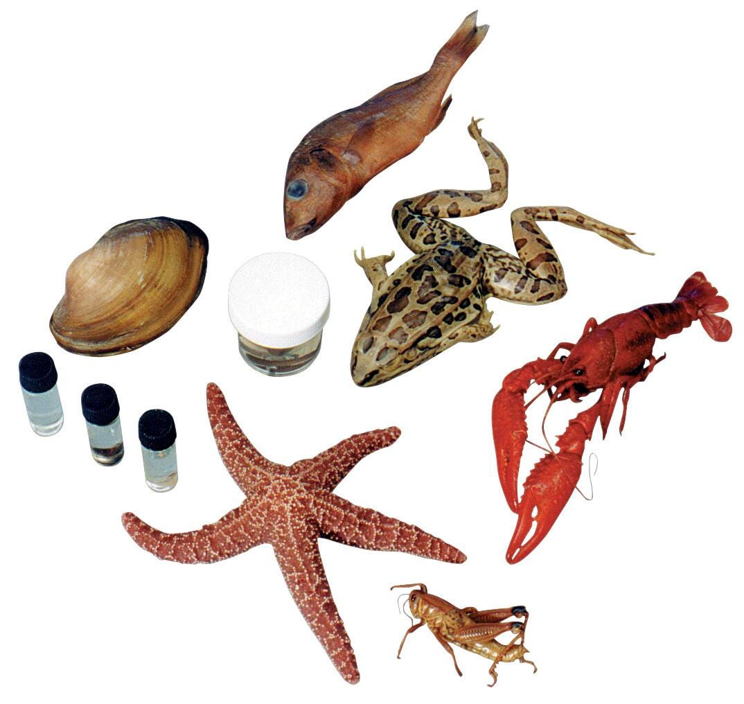 Frey Scientific Large Ten Specimen Super Classroom Pack, 25 Each of 10 Specimens, Item Number 596838