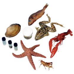 Frey Scientific Large Ten Specimen Super Classroom Pack, 25 Each of 10 Specimens, Item Number 596838