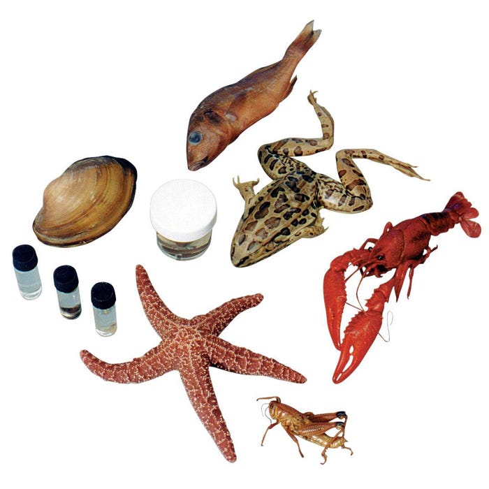 Frey Scientific Choice Large Specimen Classroom Pack, 25 Each of 10 Specimens