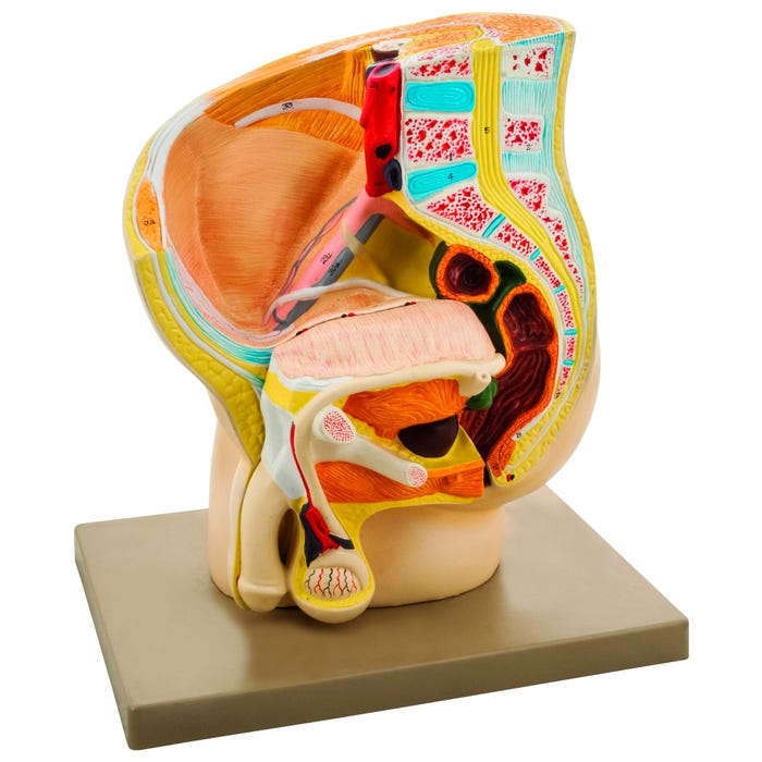 Eisco Labs Male Pelvis Section Model, 10 x 6 x 12 Inches, 2 Parts