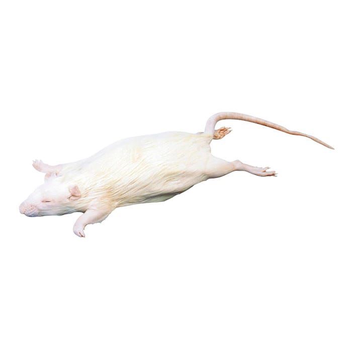 Frey Scientific Choice Preserved Rat, Single Injected, 7 to 9 Inches, Vacuum Sealed