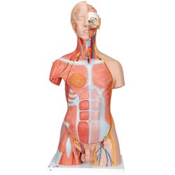 3B Scientific Deluxe Dual Sex Muscle Torso, 31-part 2091098