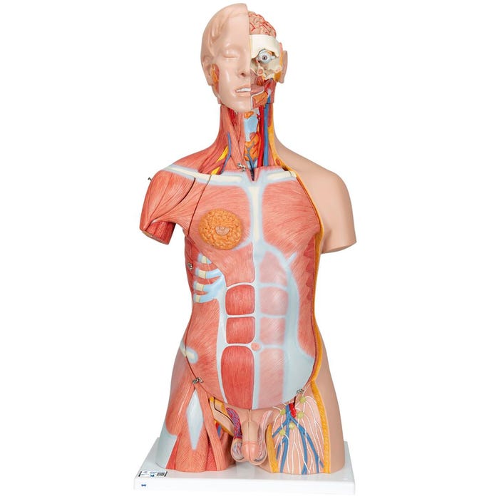3B Scientific Deluxe Dual Sex Human Torso Model with Muscle, 31 Parts