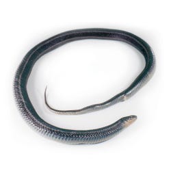 Frey Scientific Choice Plain Injected Preserved Water Snake, 18 - 24 in Vacuum, Pack of 10, Item Number 596529