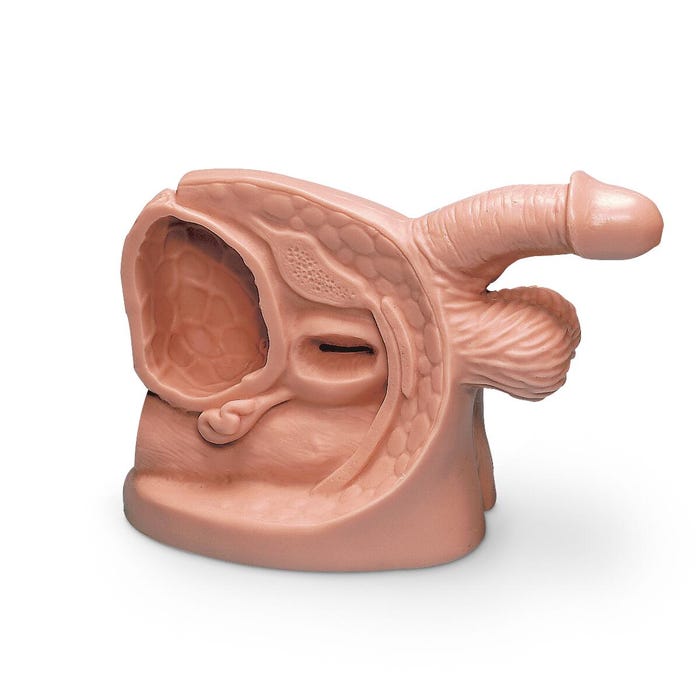 Life/form Male Catheter Model